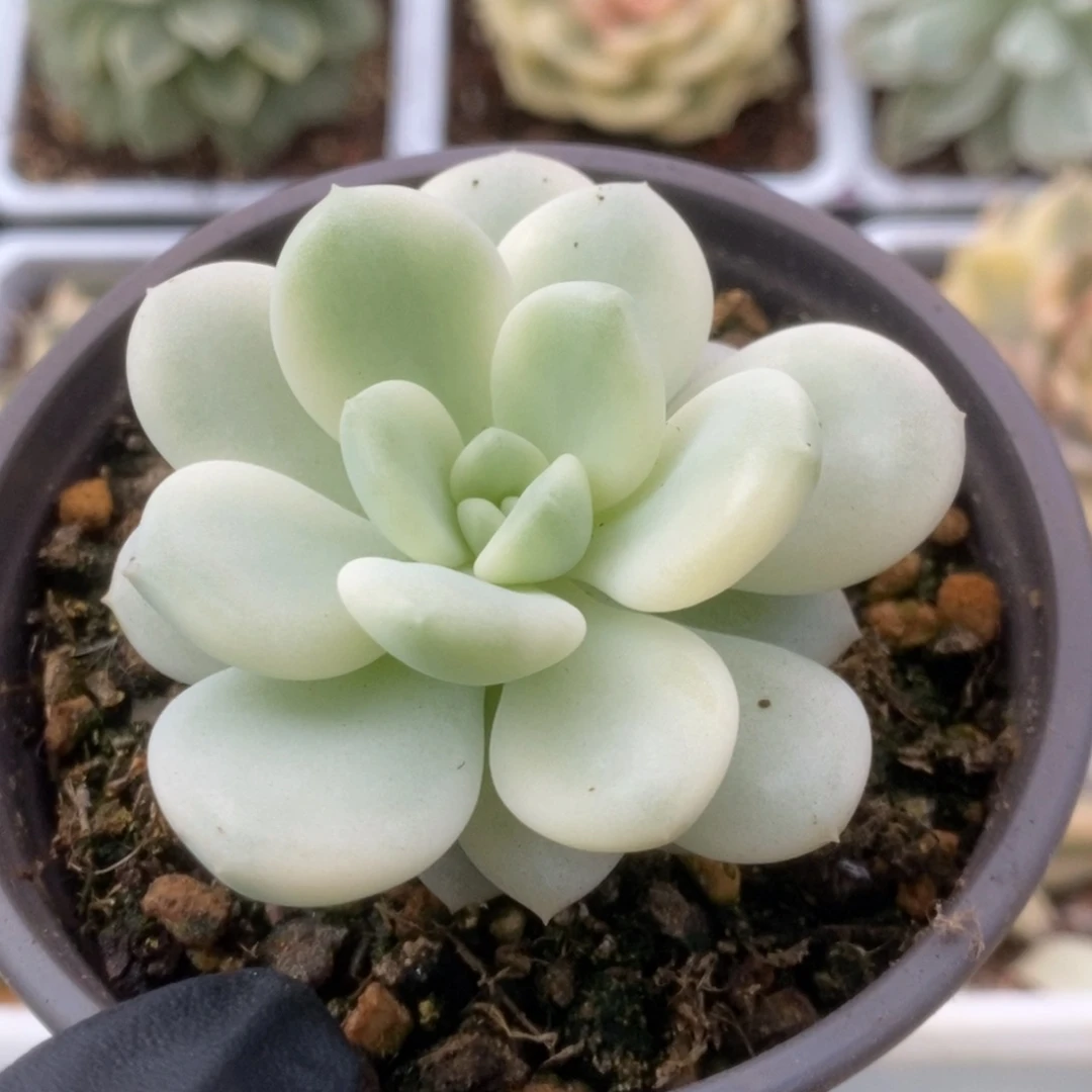 561新香水锦锦锦锦锦