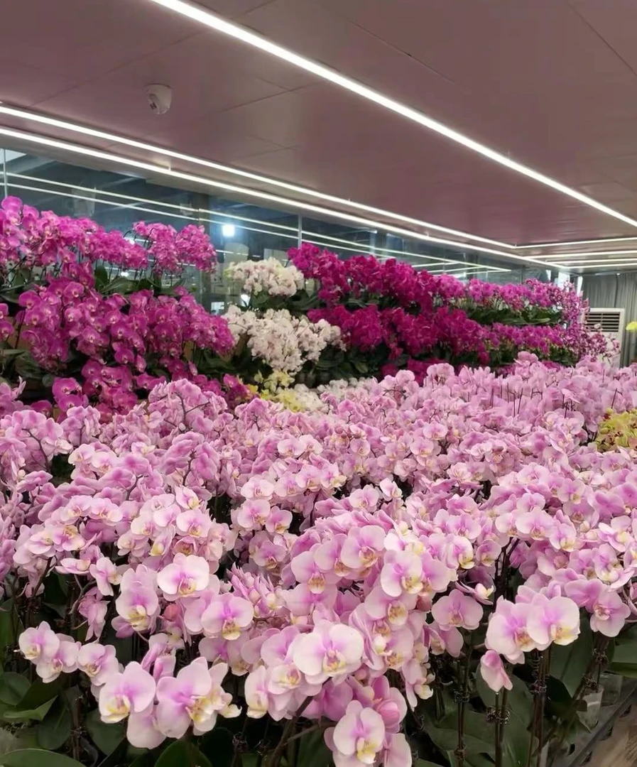 精品蝴蝶兰，花后苗1个【不含盆】