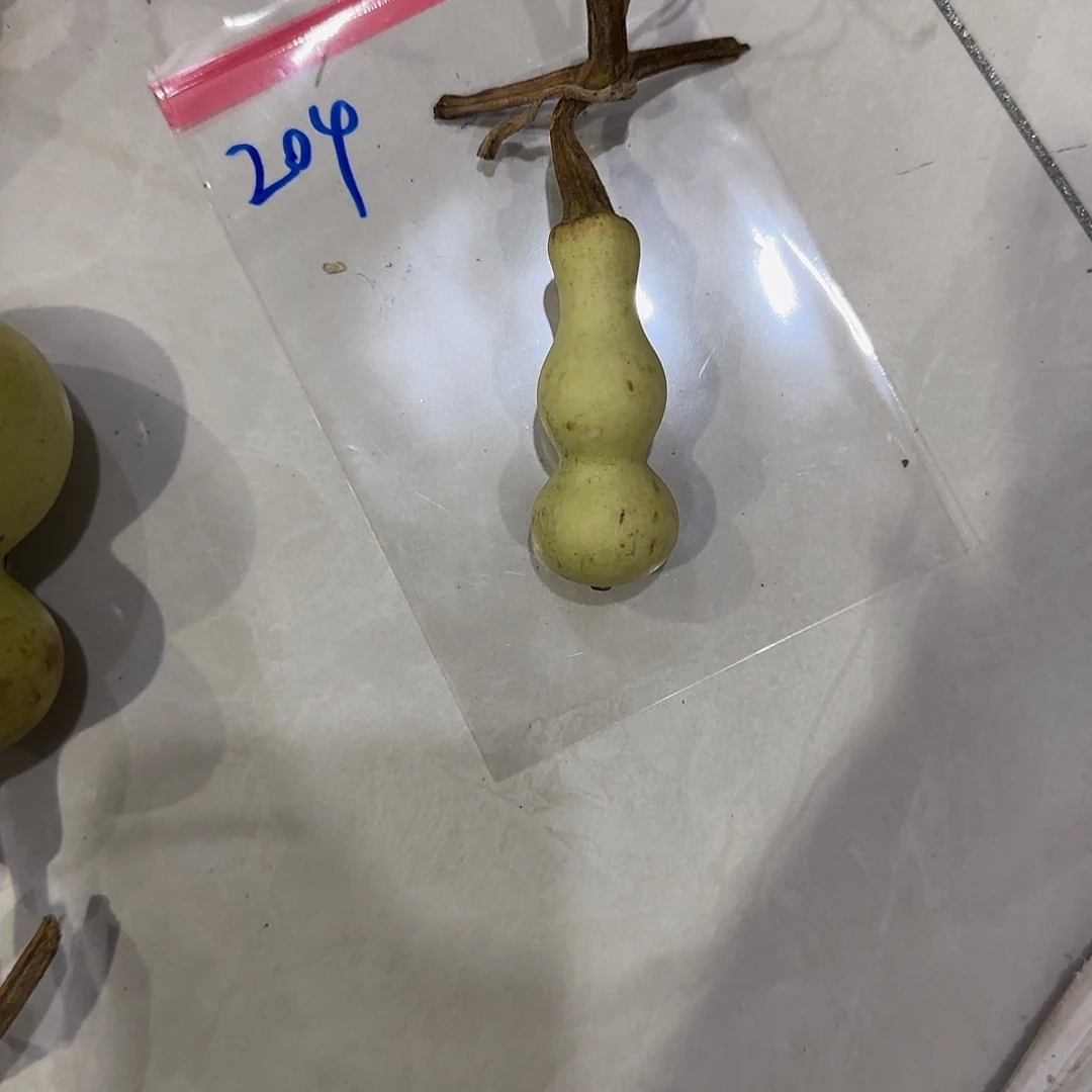 我****青皮不包成青皮不包成