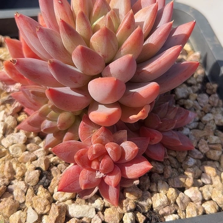 红蛋自然群111111