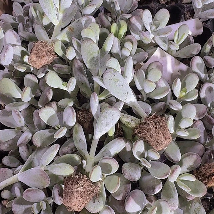 乒乓福娘两颗一组