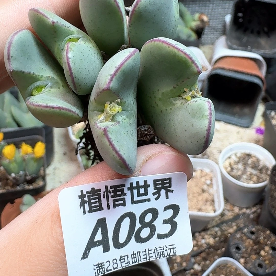 多肉植物的人生rgb