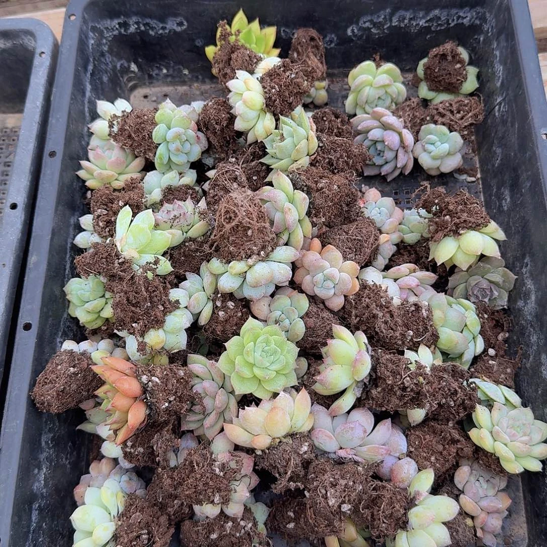 直播福利一物一拍06