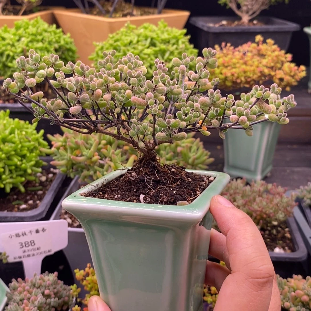 352翡翠。 带盆。