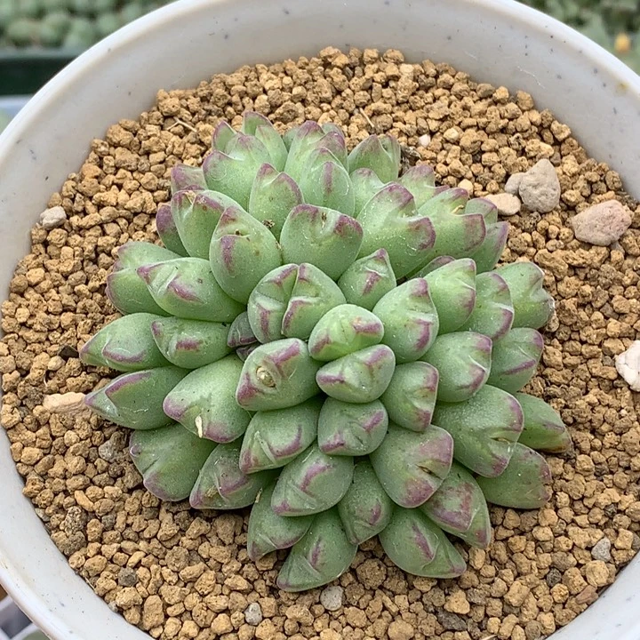精品多肉植物精品稀有猪蹄37头