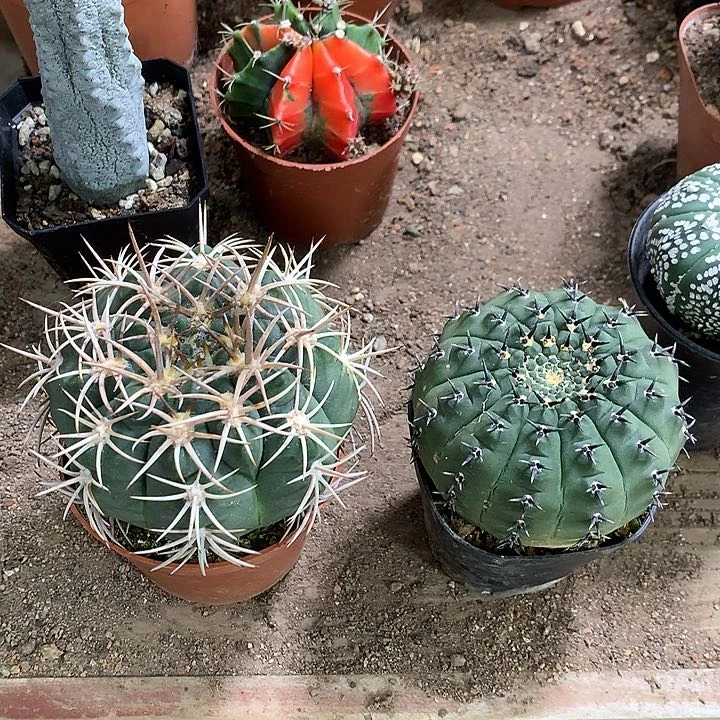 395558539683868556868