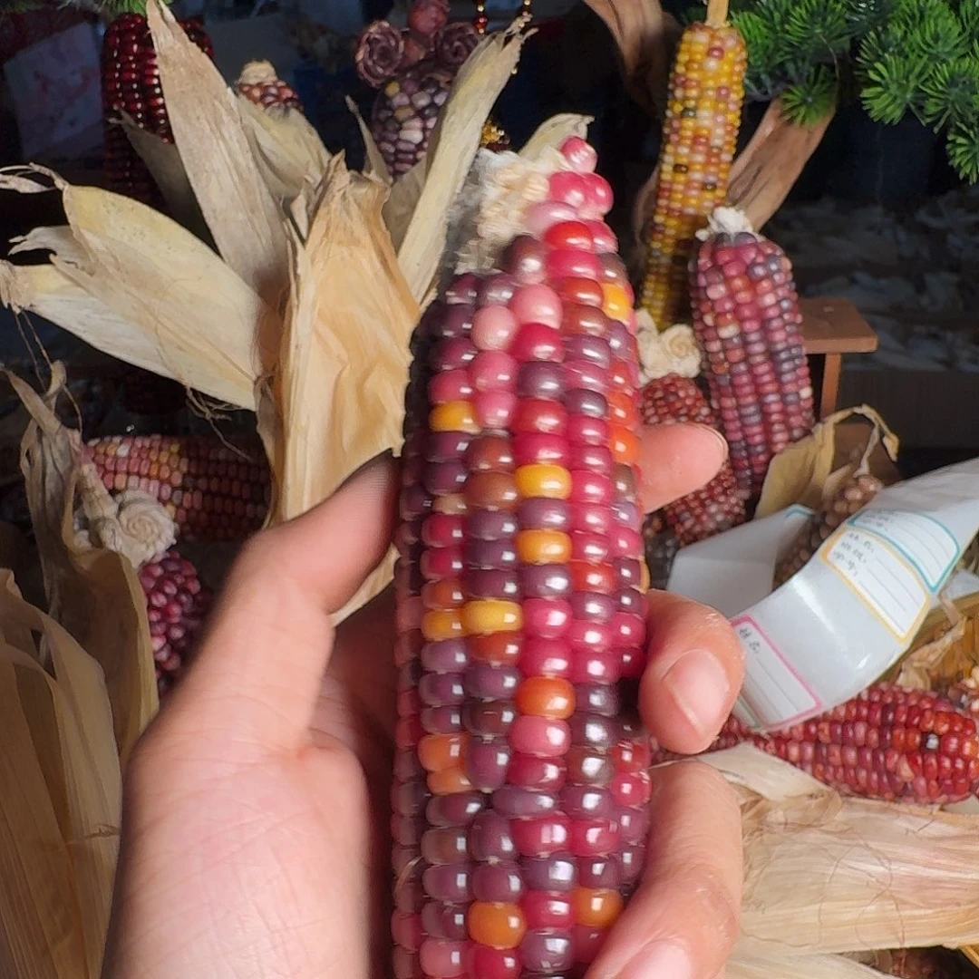 用***蕾柏香籽/百香籽吊坠