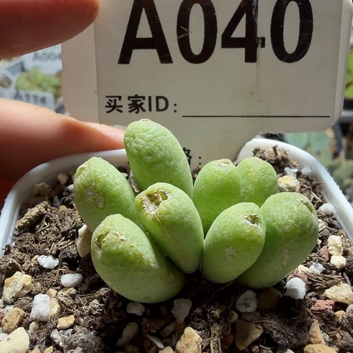 040。满38包邮肉锥