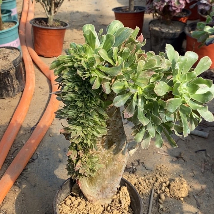 碧螺春缀多肉植物55