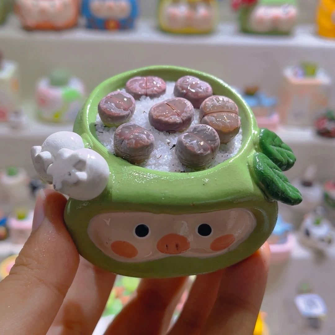 058高端多肉带盆土一套48