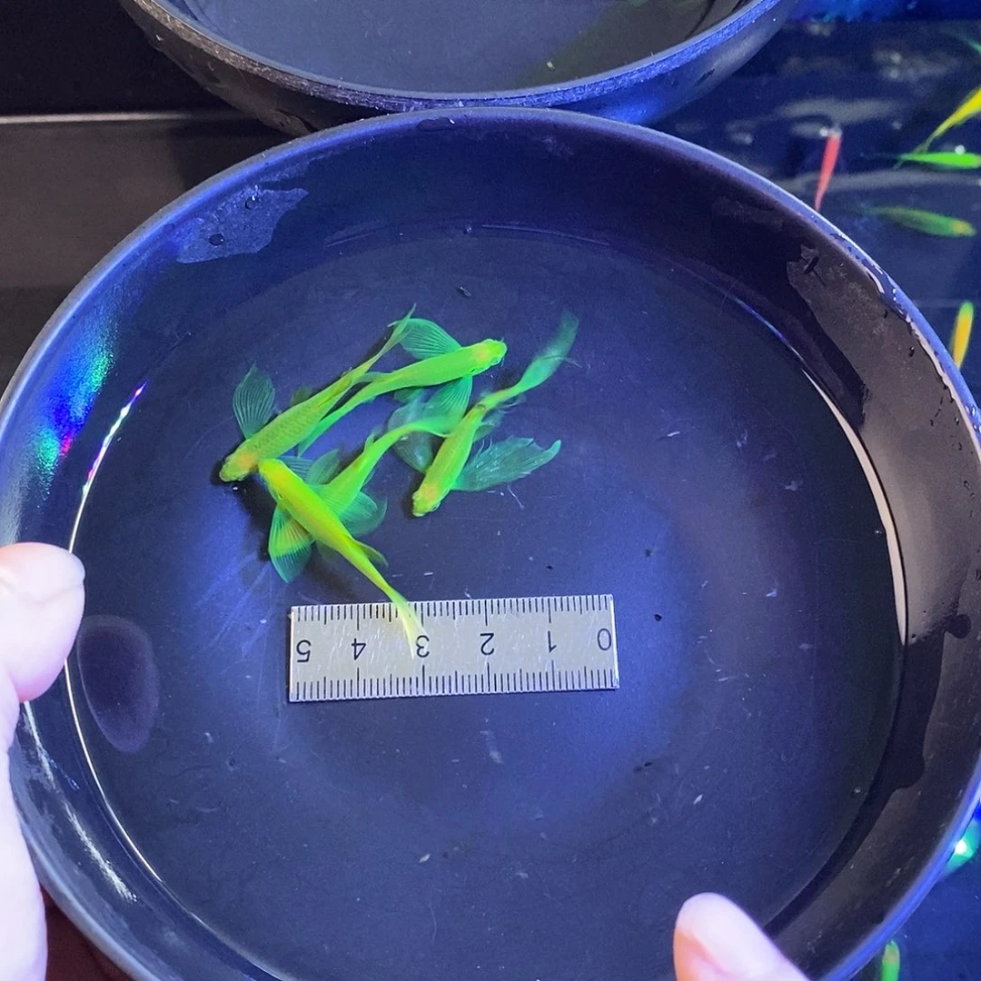 斑马鱼蝶翼精品大种鱼翡翠绿5个