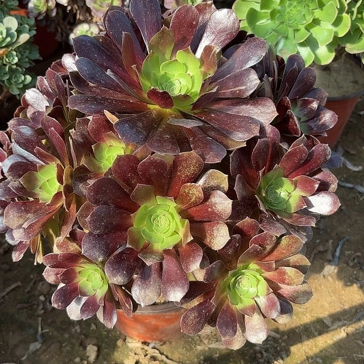 多肉植物赤焰莲35