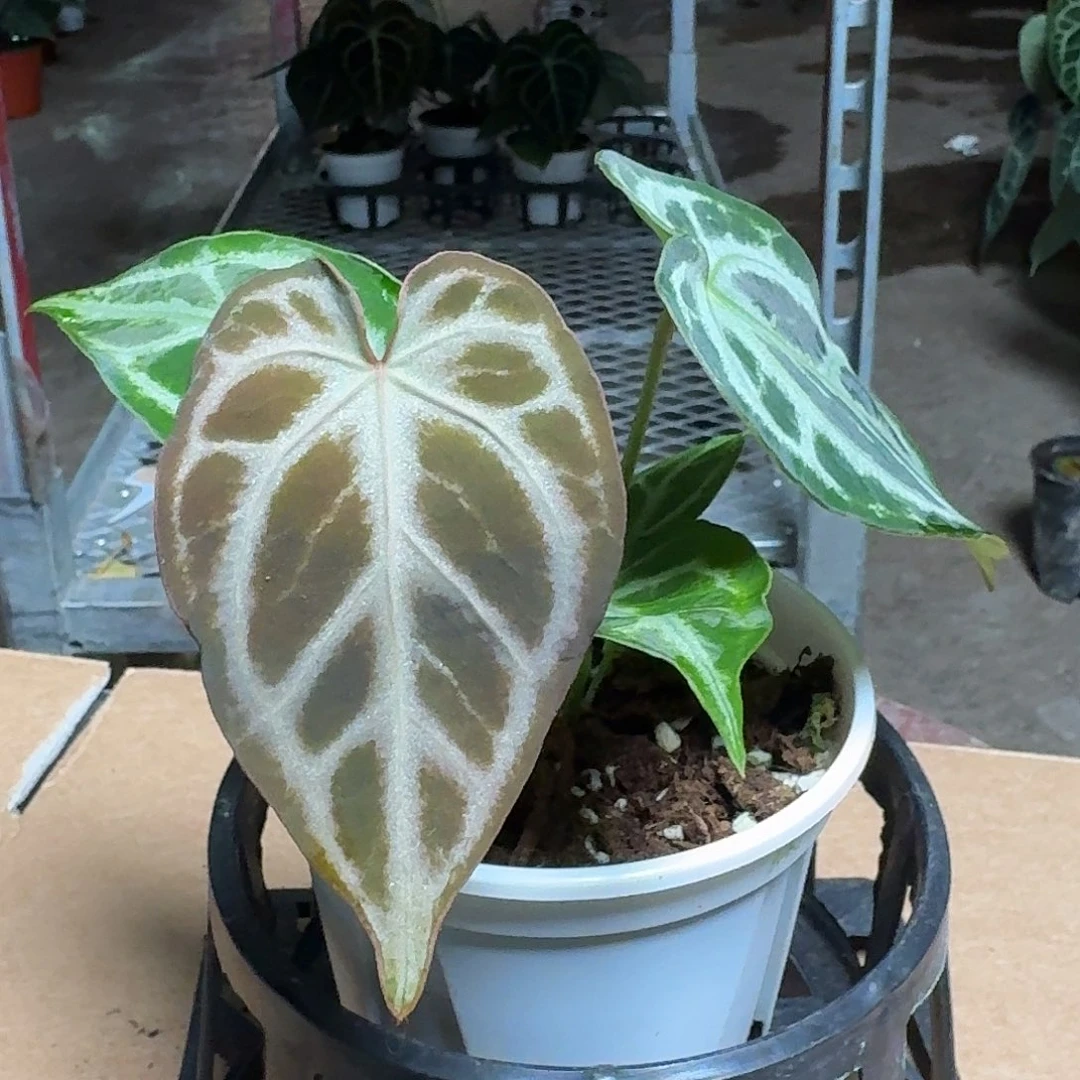 完全开放R162红水晶杂