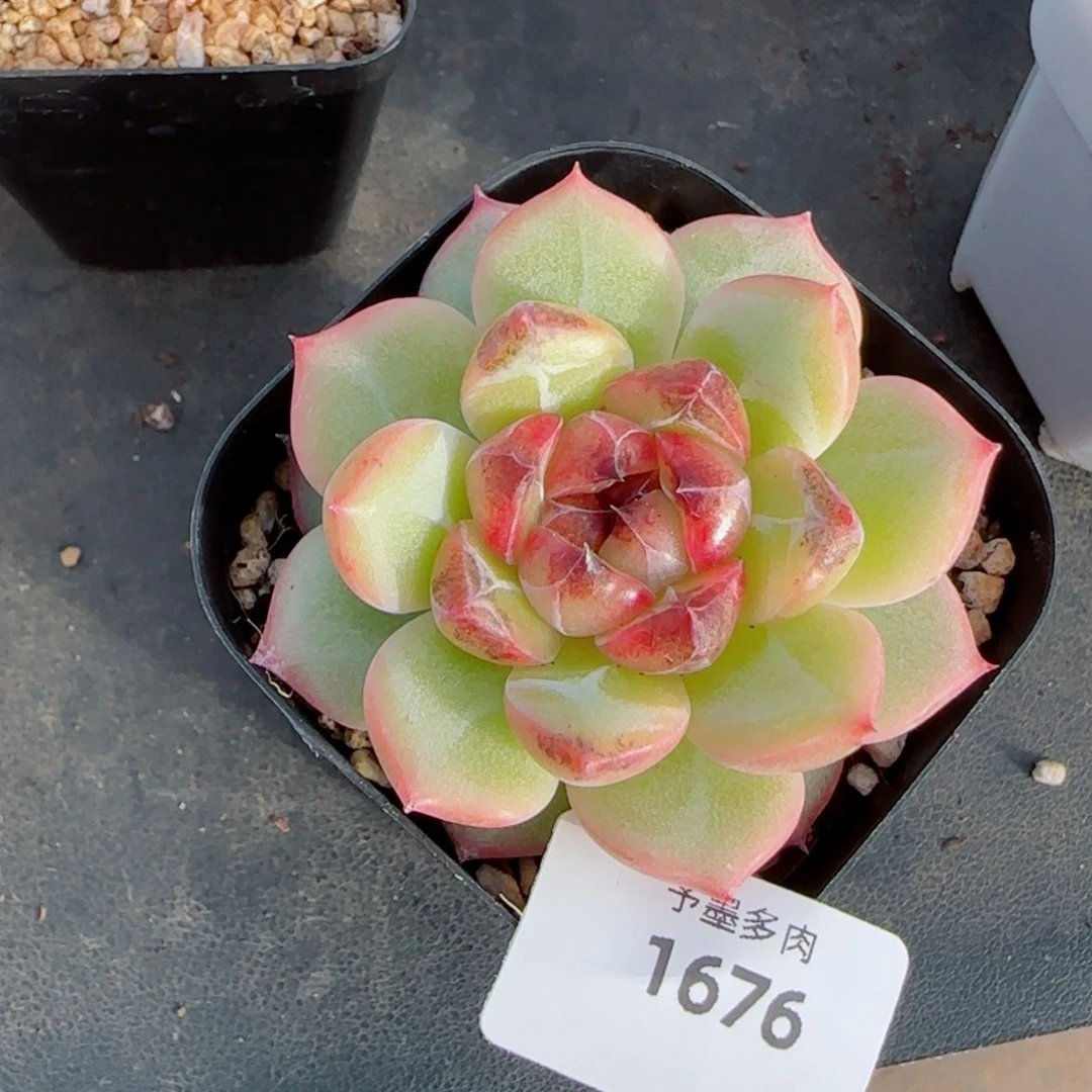 乌云，1676多肉植物