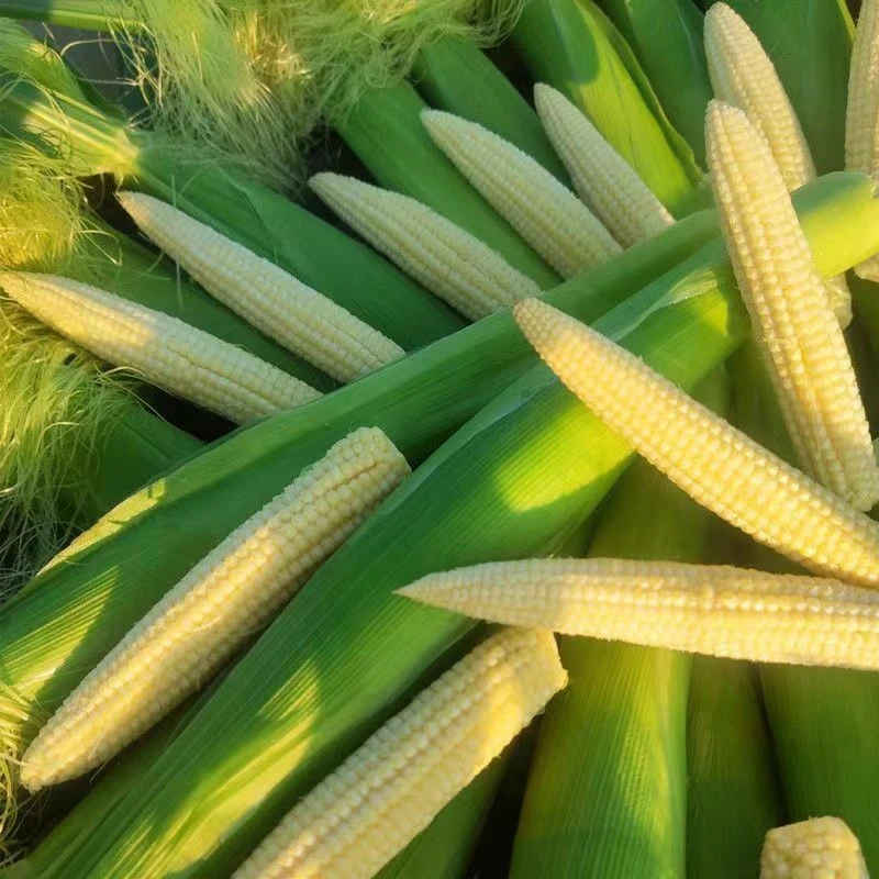 山东新鲜现摘玉米笋带皮带须脆嫩清甜2斤包邮