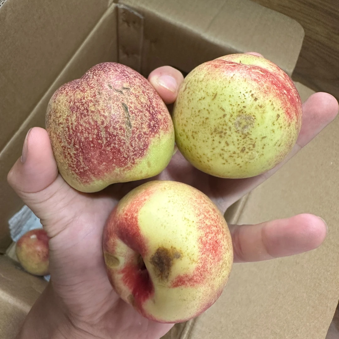 沙漠丑桃3号 枣油桃系列难忘之作 新疆 甜度爆表果肉硬脆有滋味足