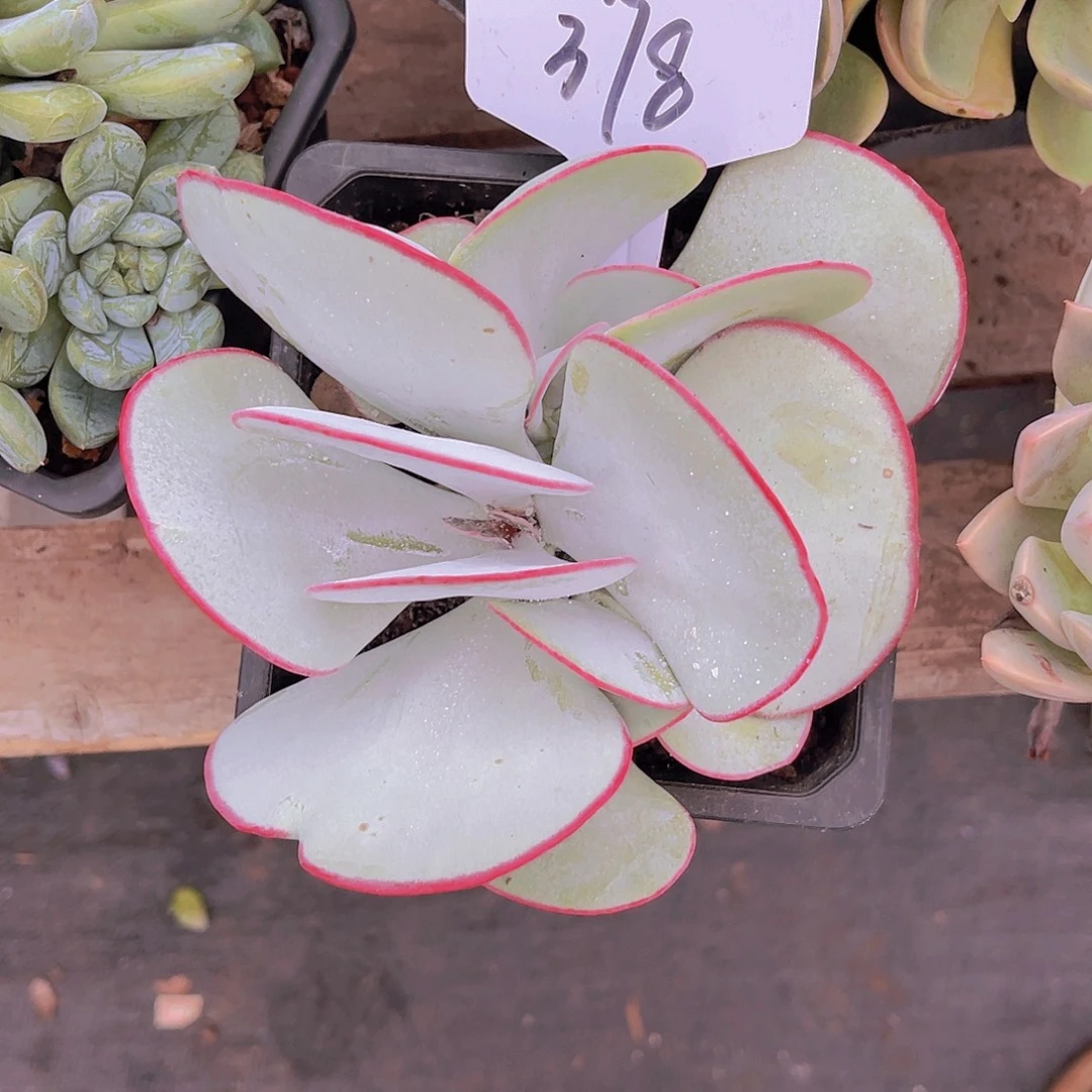 ****水000000000000000378