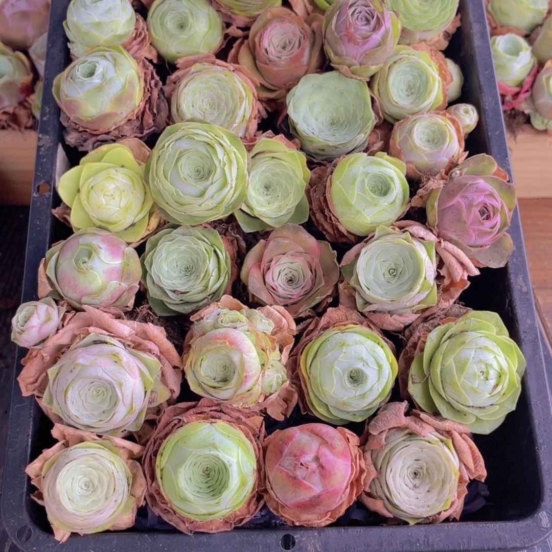 保底三十颗量拍➕花篮88888