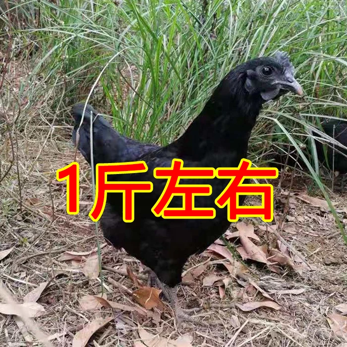黑芦花鸡1斤左右 绿壳蛋鸡活体宠物鸡【包邮】