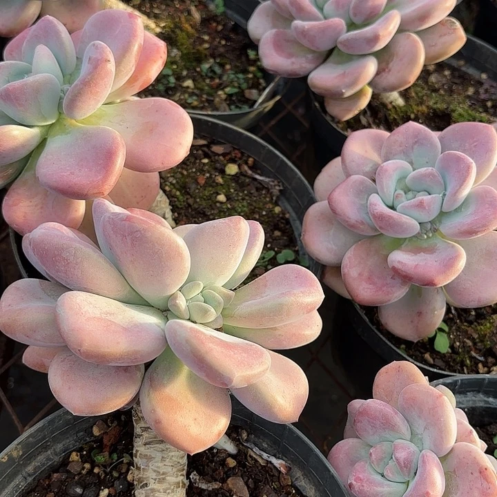 奥普老桩单头拍一发三多肉