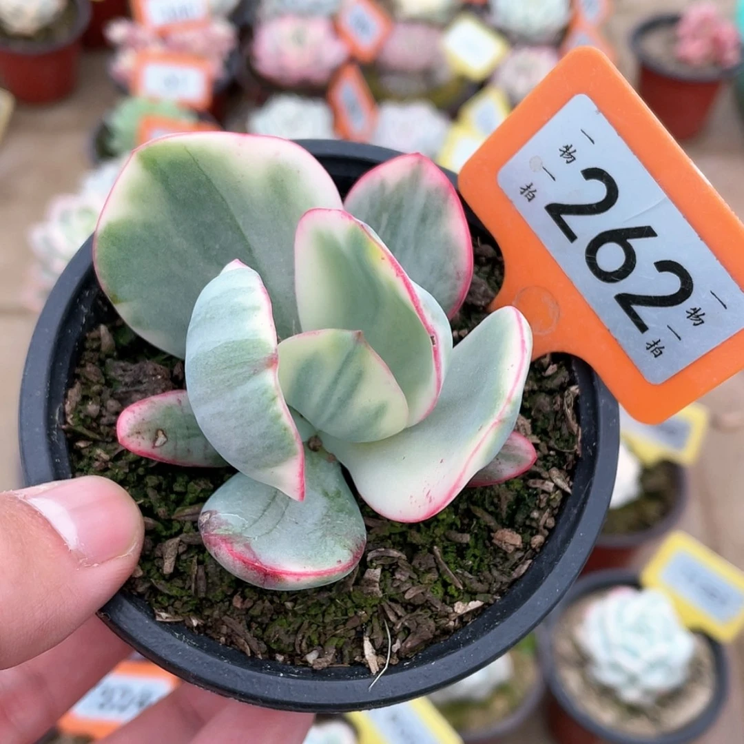 【闪购商品】262号