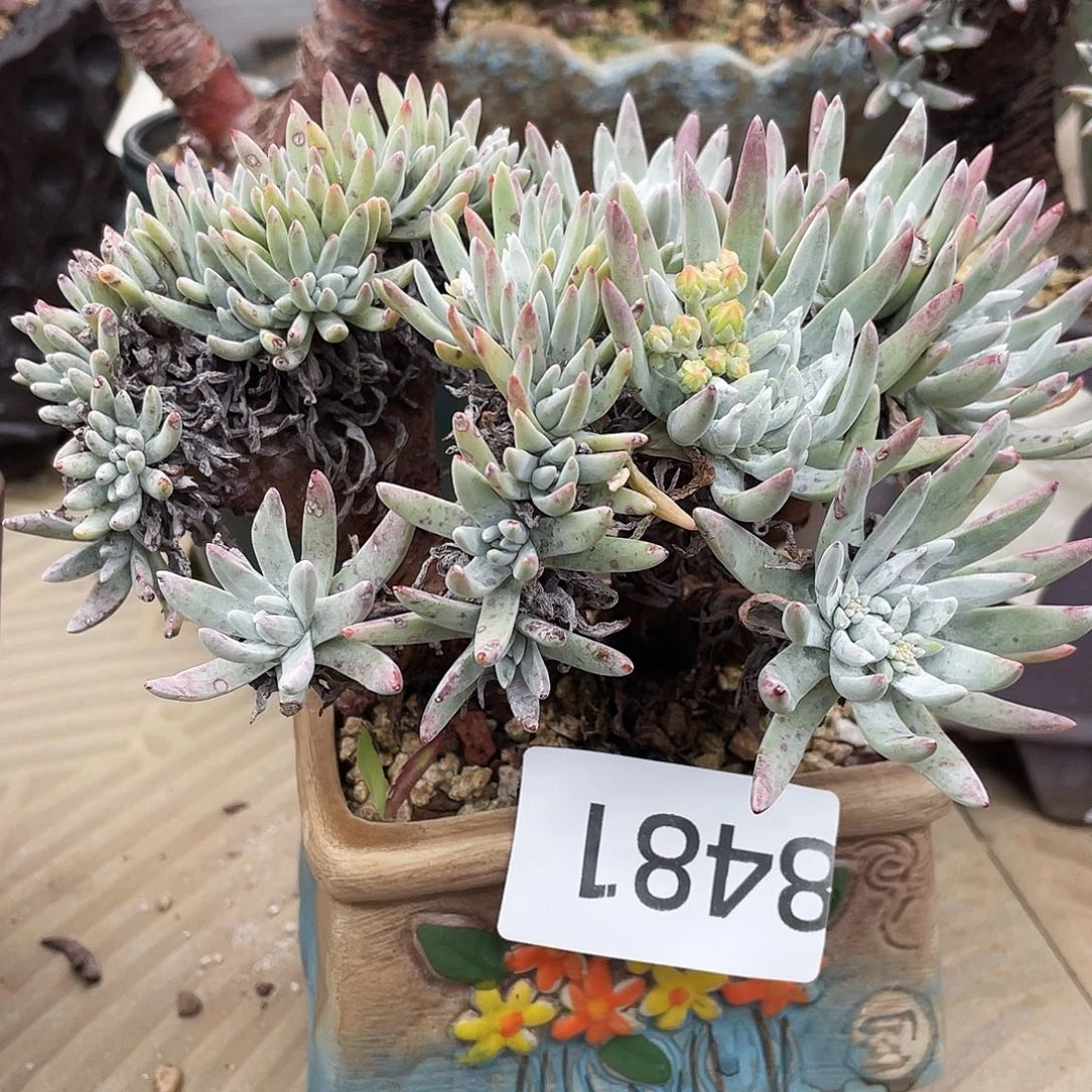 雪花缀化老桩8481