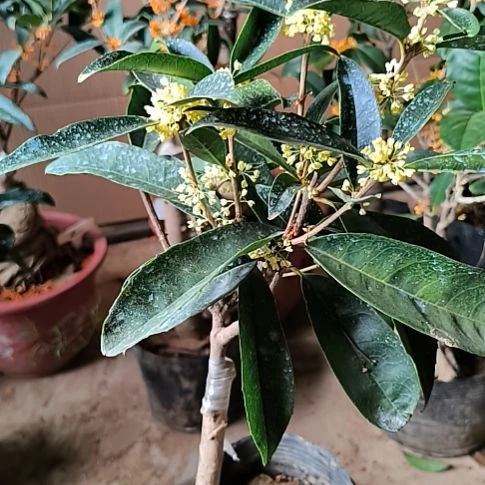 ****强完全开放四季桂花佛