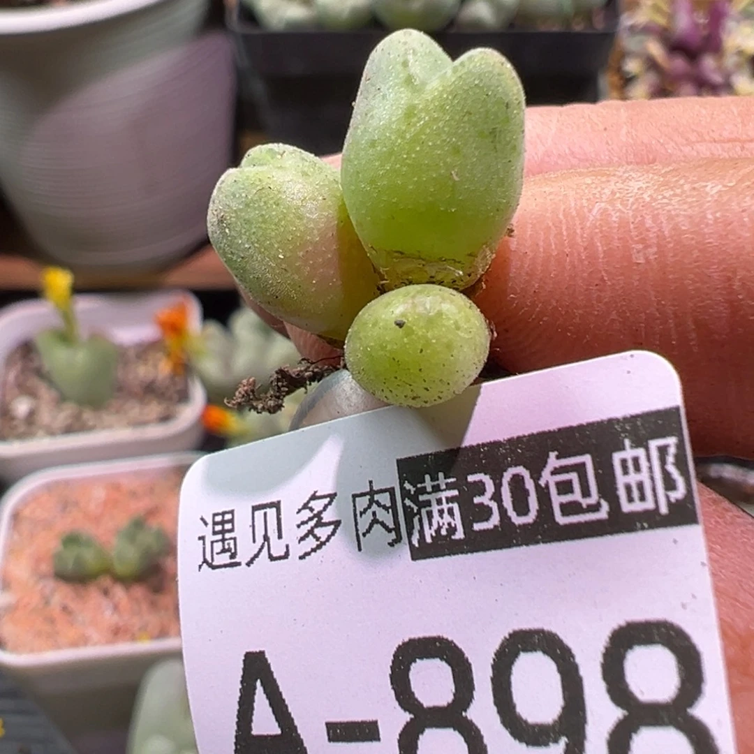 多肉植物11111111111111