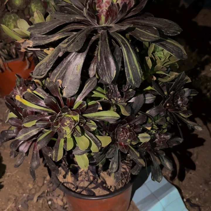 087水墨丹青多头植物