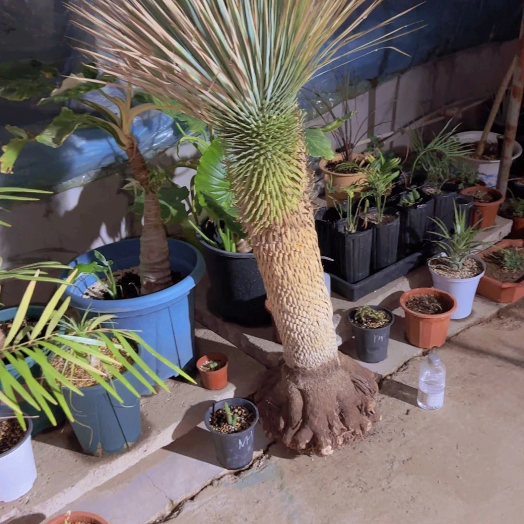 北**森块根植物块根植物块根