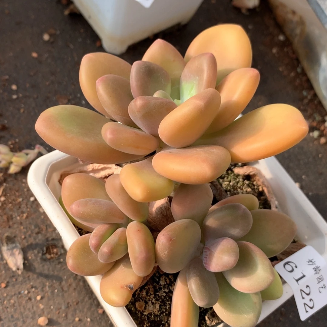 6122杂交多肉植物基地