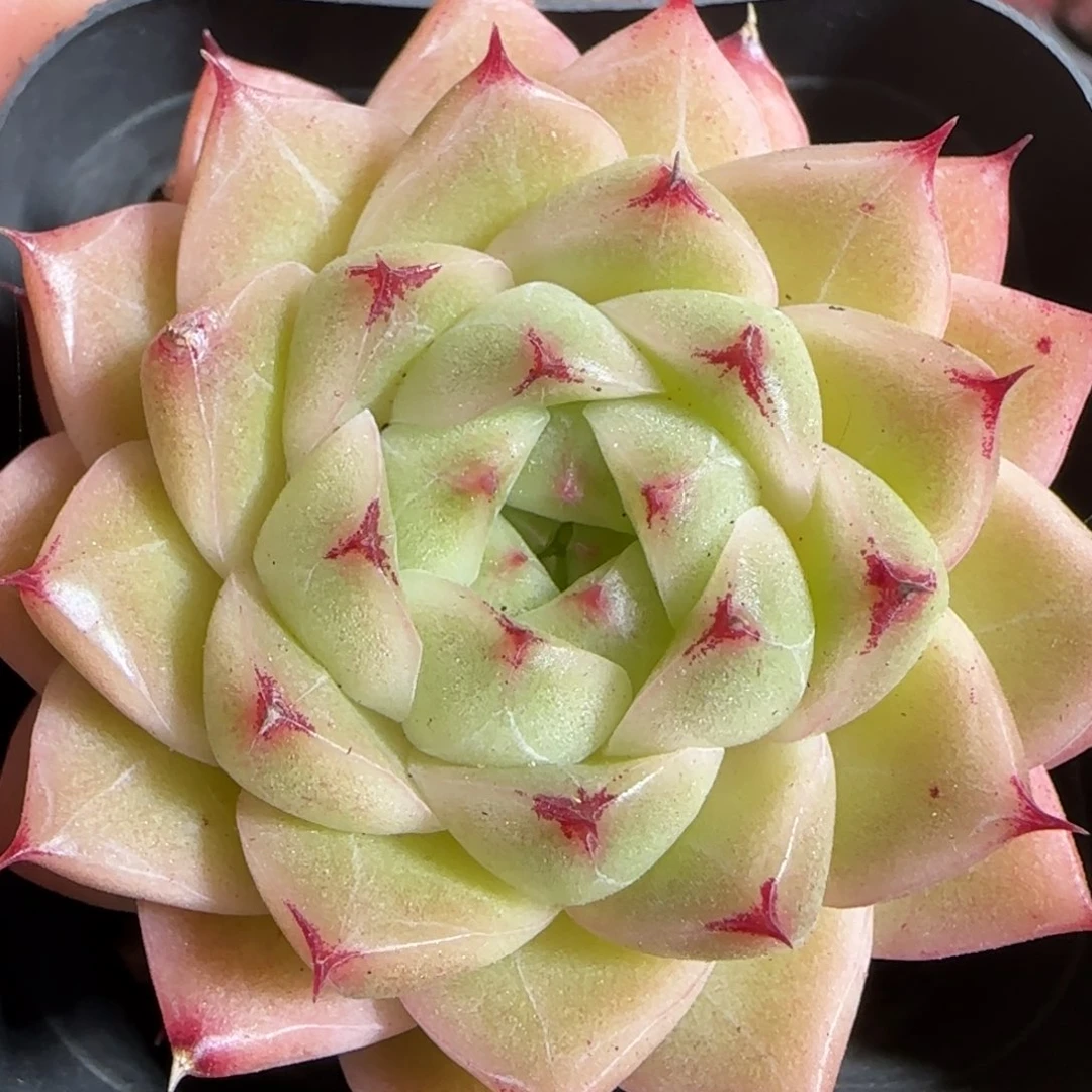 多肉1222-215包子麦秆