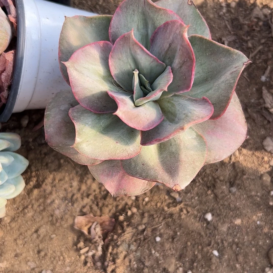 云****6多肉植物古琴锦单头