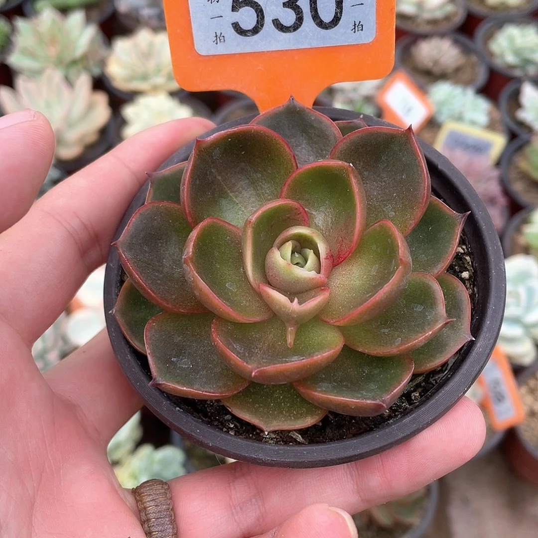 阿***.530号多肉植物组合