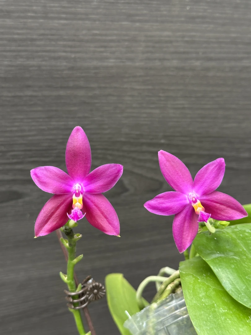 【印地狗X蓝盾】植成一派珍奇类原生兰稀有品种有花香耐高温好养活