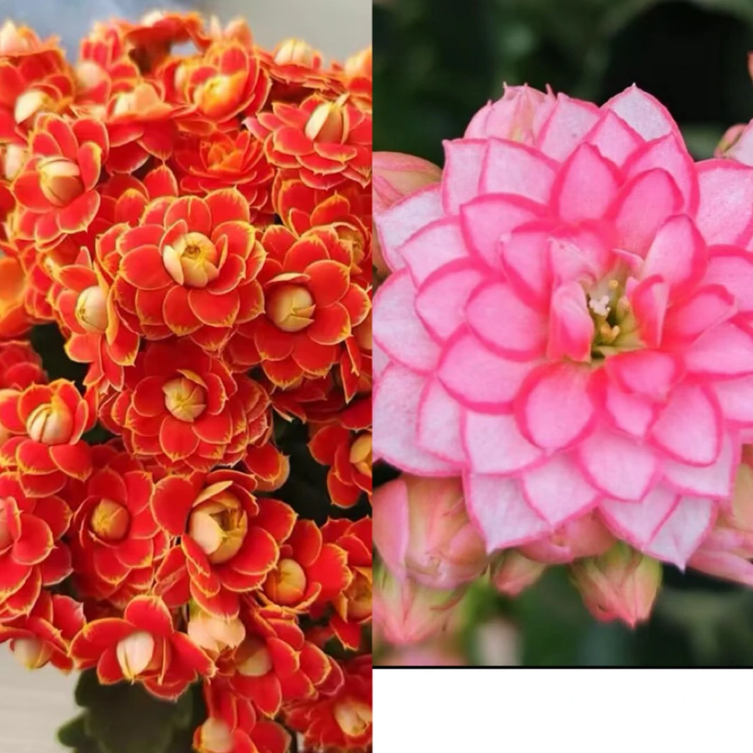 【金狐狸➕梦幻巴黎】重瓣大花长寿花