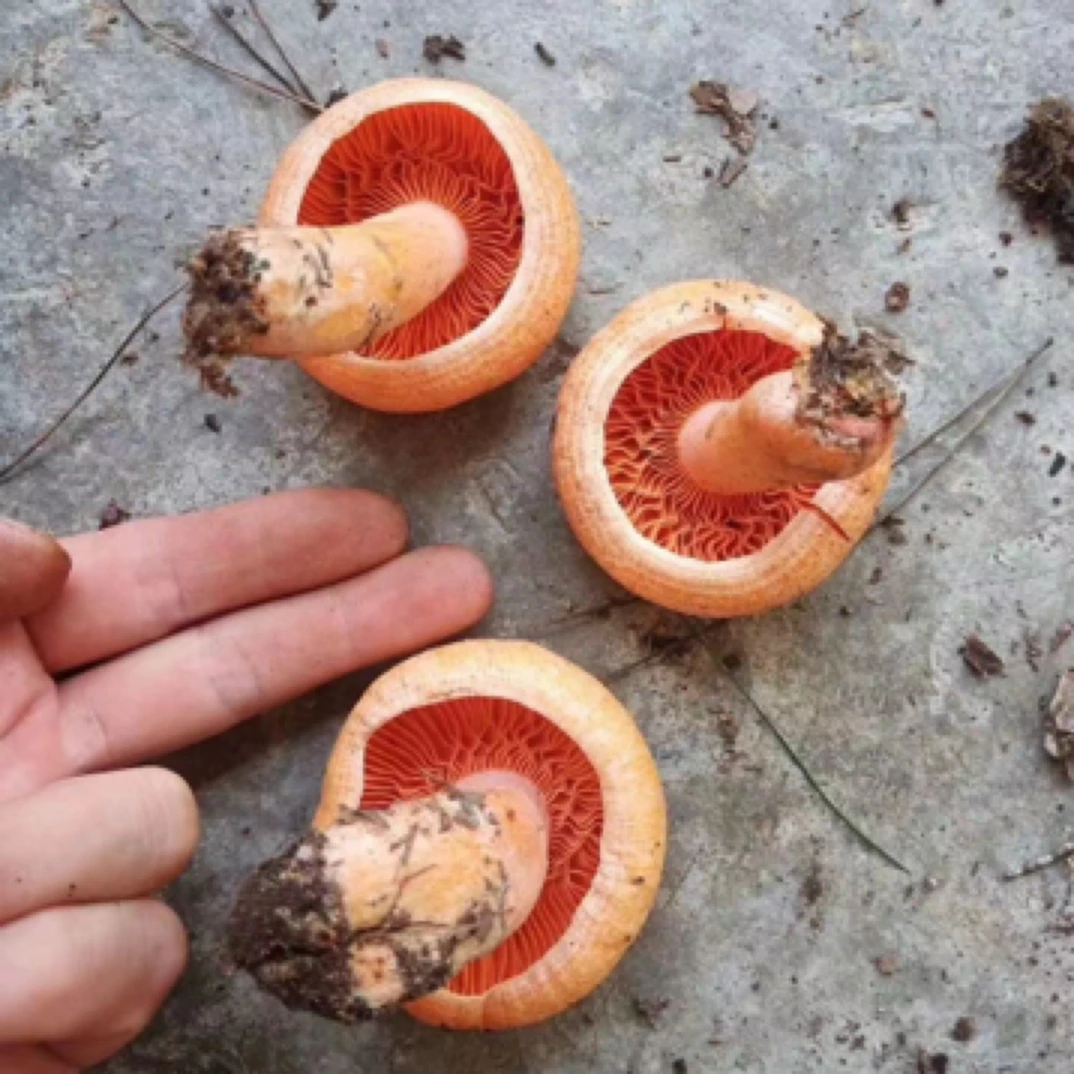 精品中的精品2-5厘米/顺丰包邮/新鲜野生松树菌枞菌