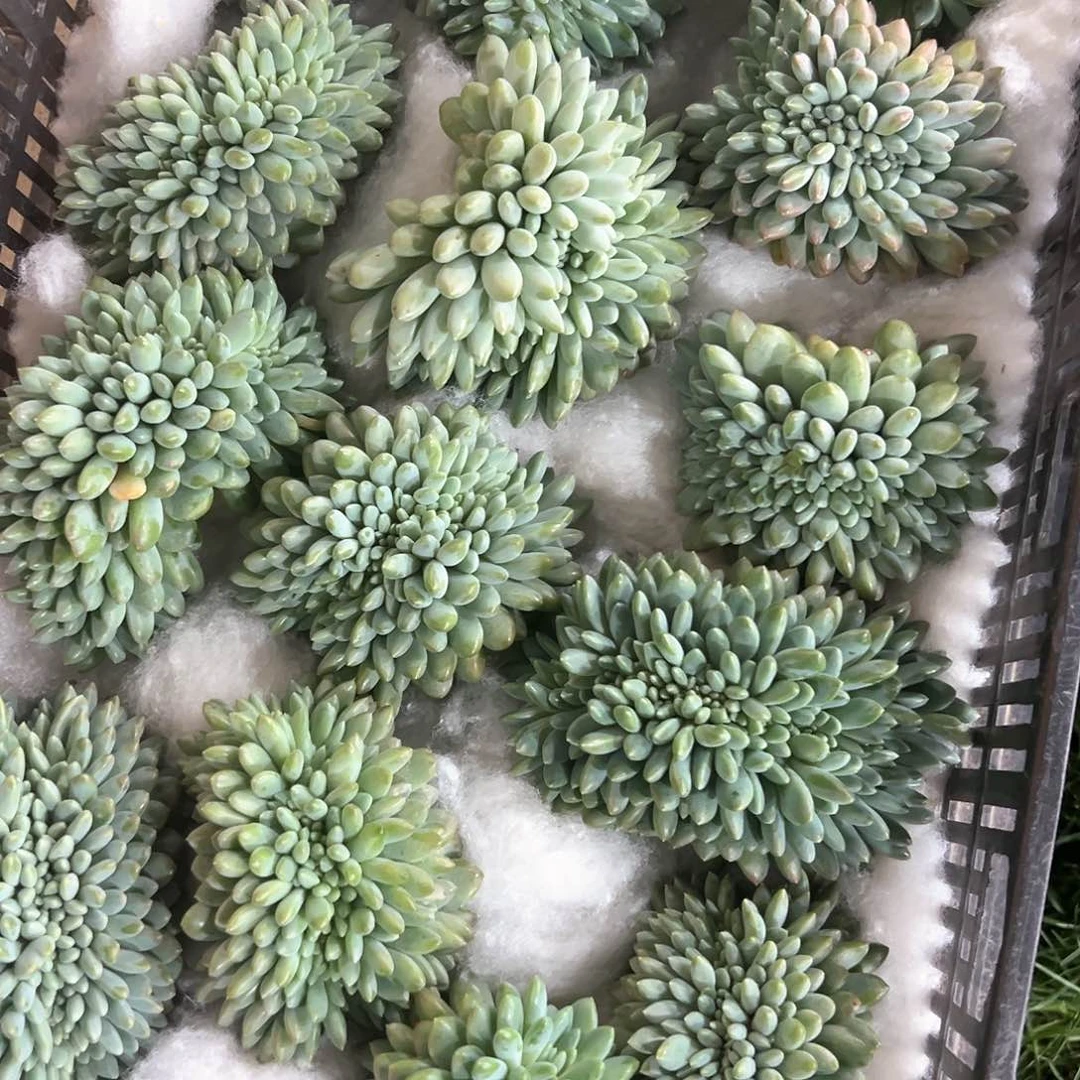 212-7奶糖缀化多肉随机自己发根