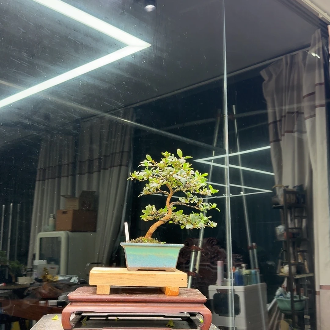 老***简无花朵花卉苗木花卉苗木