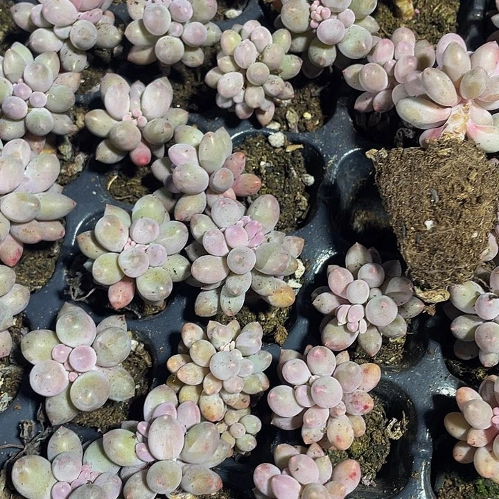 小老桩婴儿手指1元带土