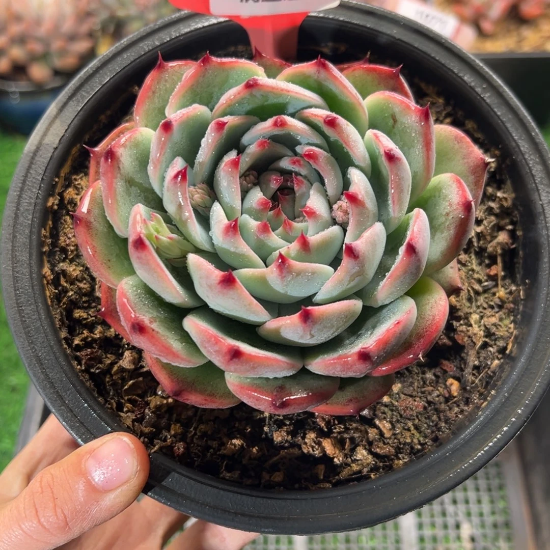 表妹精品多肉植物1068.