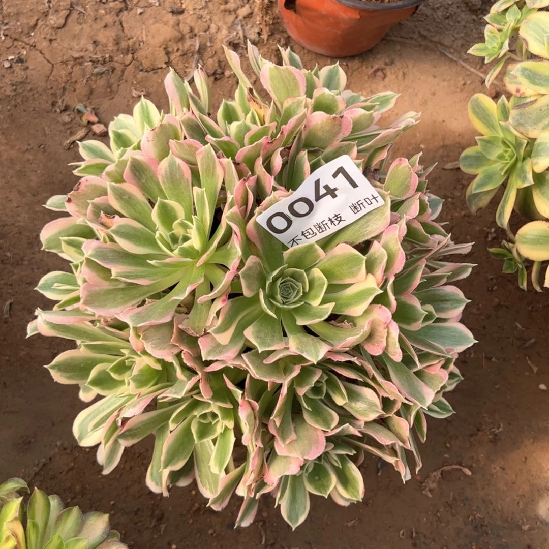 雨花石老桩，法师