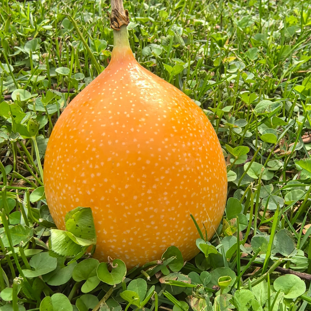 热情果（顺丰速运）新鲜采摘基地直发