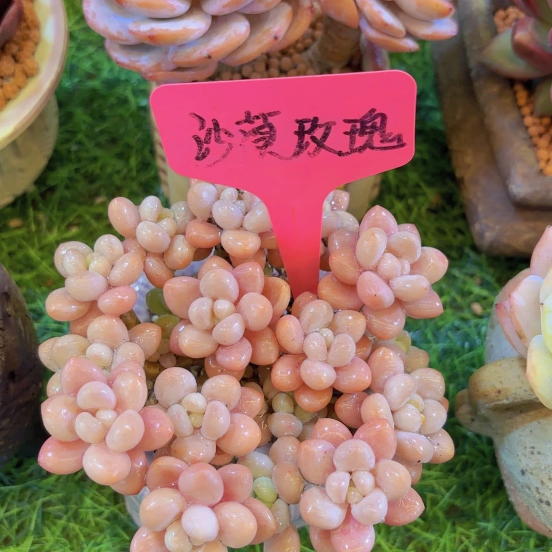 •*我的小可爱们都好可爱啊