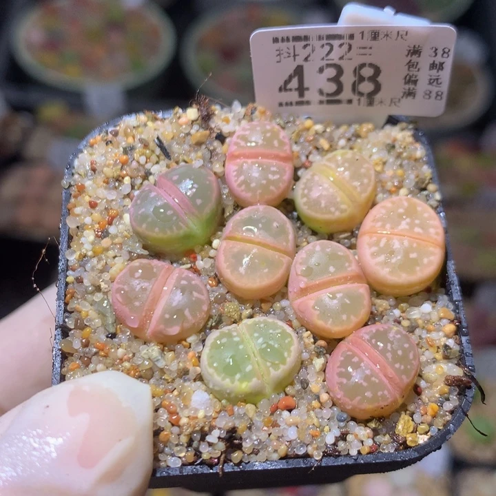 精品生石花222.438