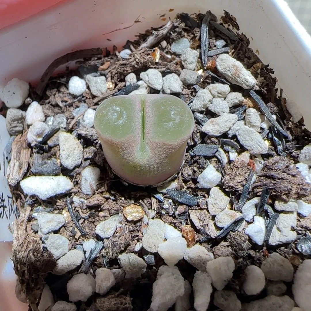 肉锥多肉植物百科-磁铁891