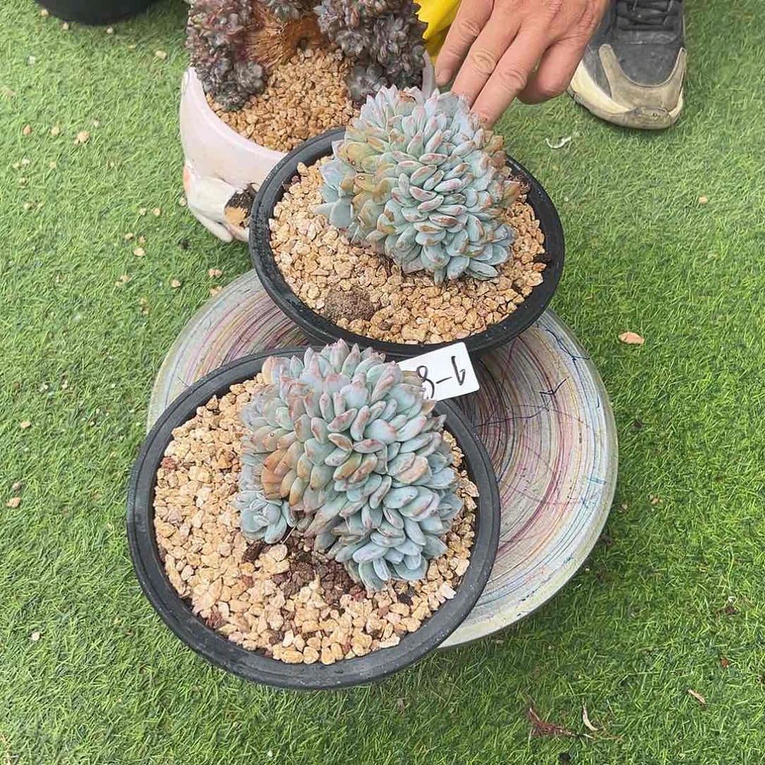 福****629-6橙子缀组合2颗多肉寄养