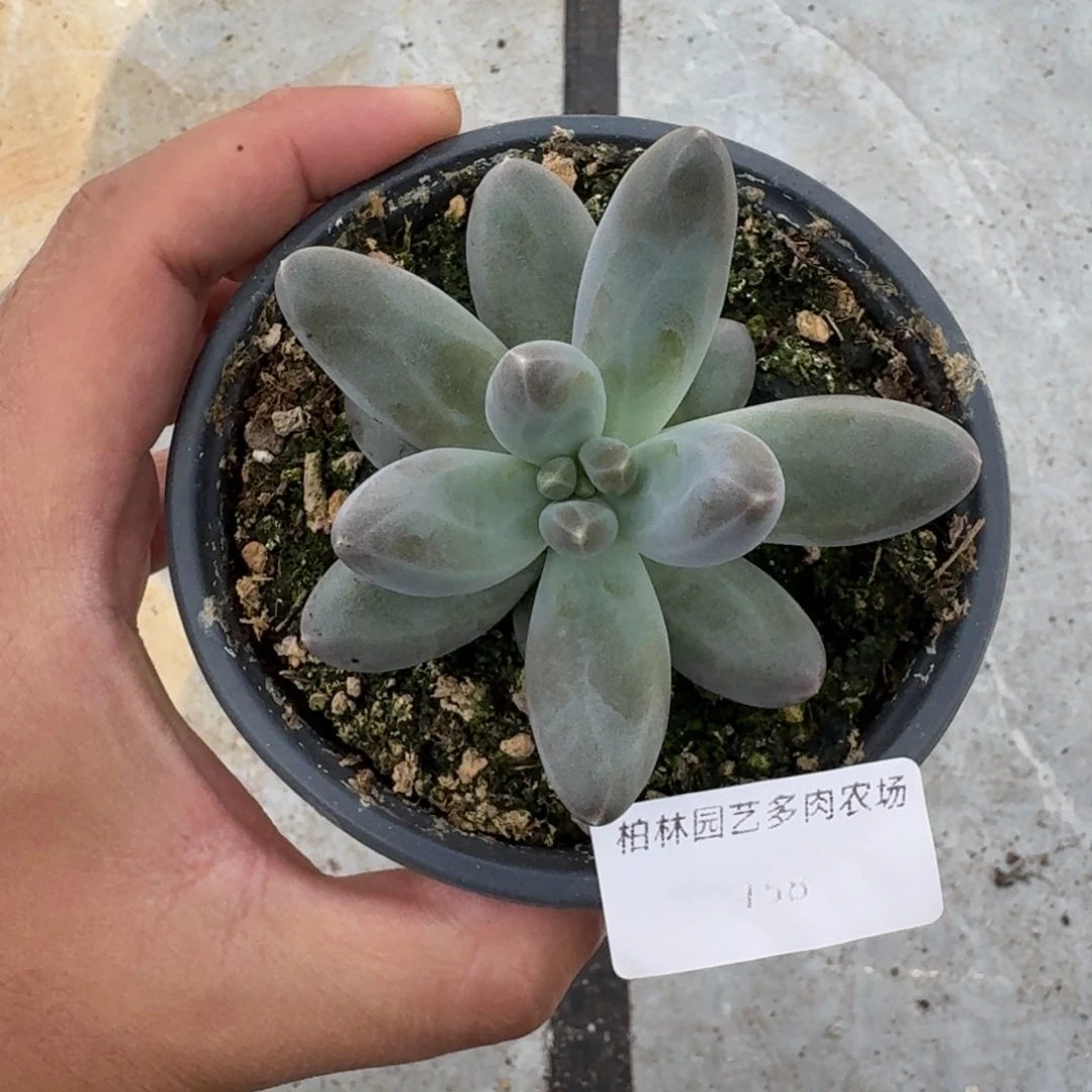 158 美人杂交 一物一拍