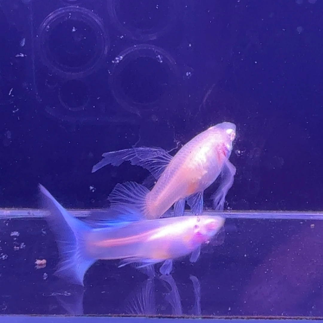 孔雀鱼蓝白缎带1对