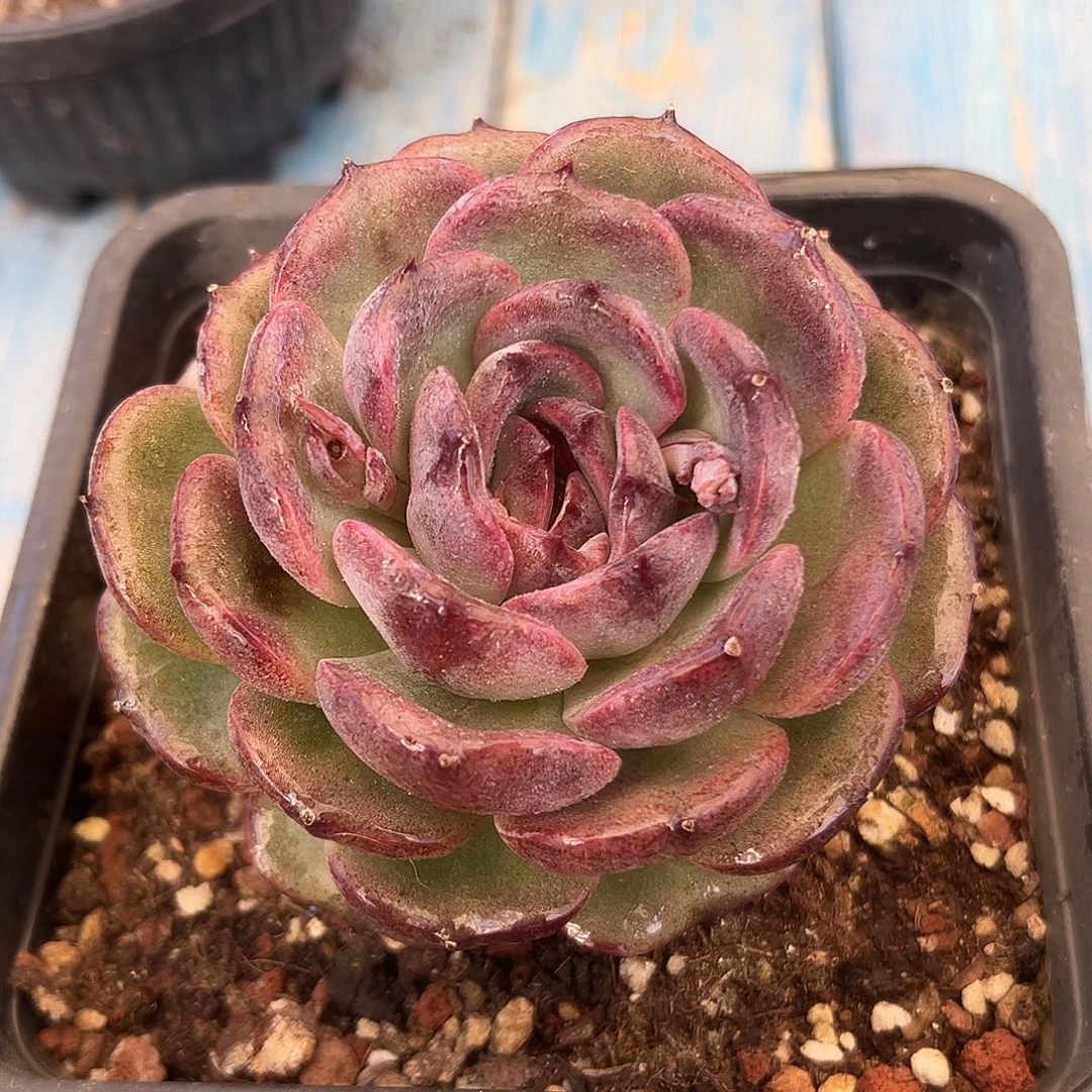 黑橙子多肉植物一物一拍